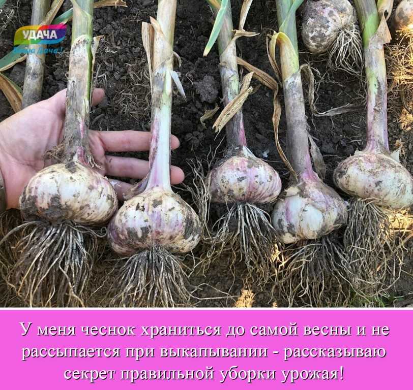 Выращивание чеснока в теплице: преимущества и недостатки, выращивание и уход