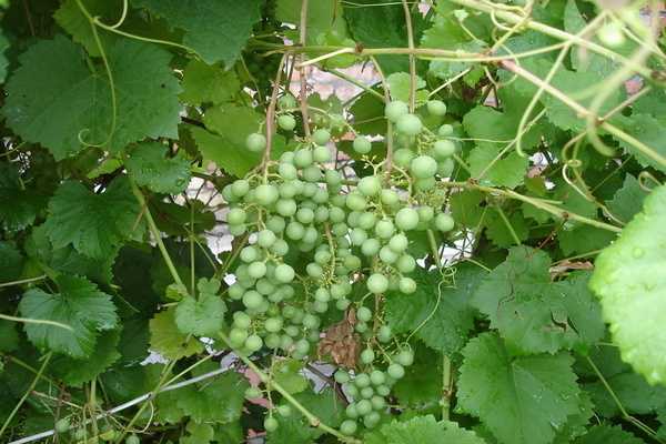 Виноград лидия: правила агротехники и описание сорта ягодной культуры