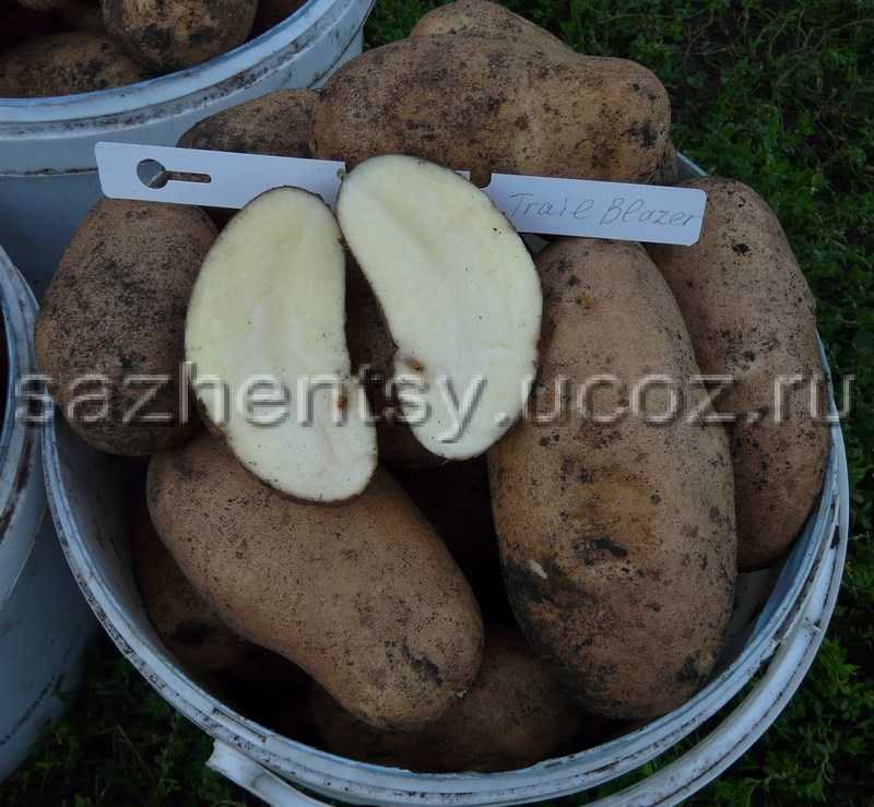 Столовый сорт картофеля «крепыш» для умеренного климата