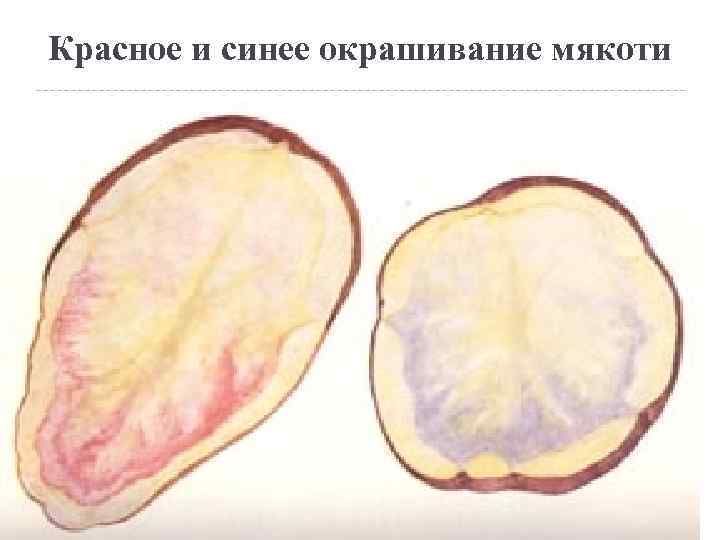 ᐉ пятна на картофеле (листьях и клубнях) – возможные причины - roza-zanoza.ru