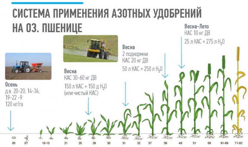 Сорт озимой пшеницы алексеевич: характеристика и правила выращивания