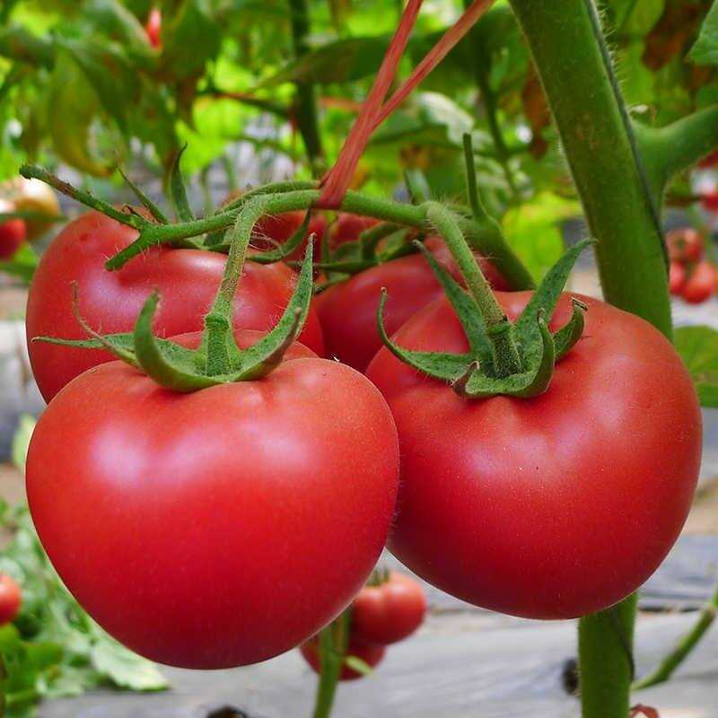 семена сорт томатов