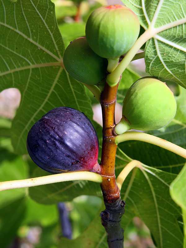 Фиговое дерево – как выращивать в домашних условиях, возможные болезни, правила пересадки и размножения