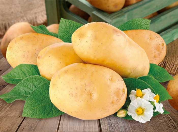 Картофель хозяюшка — характеристика и правила выращивания сорта