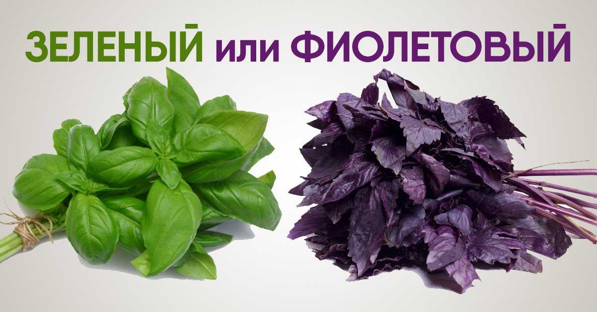 Чем полезен базилик фиолетовый для нашего здоровья + видео