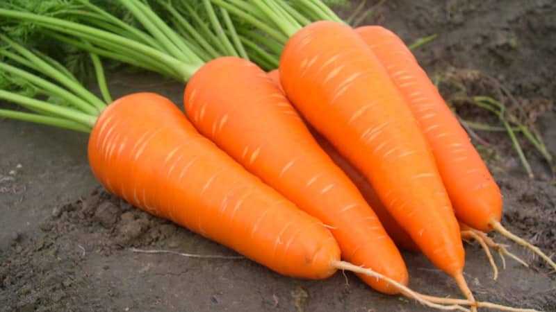 Маленькая морковь: описание, фото