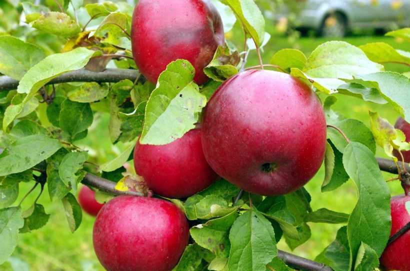Ранние сорта яблонь: для подмосковья, средней полосы россии и юга, ленинградской области, урала и кубани