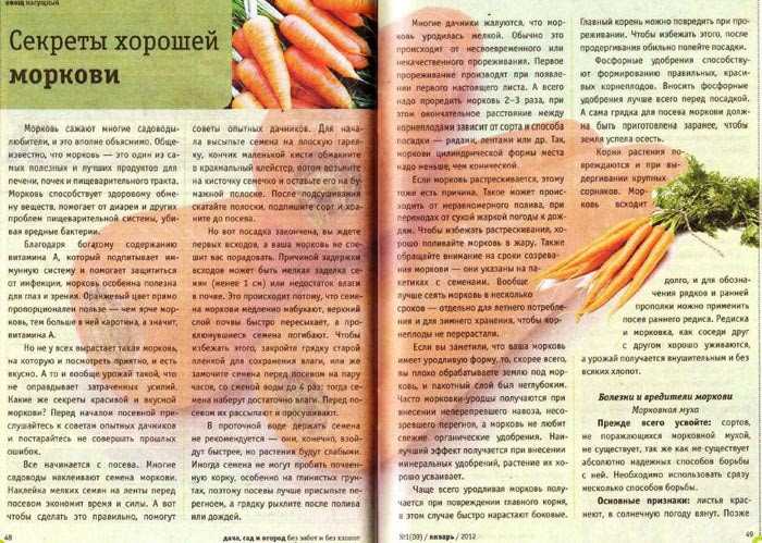 Как сажать морковь семенами в открытом грунте: сроки и расстояние