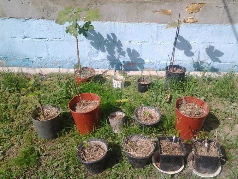 Как вырастить из косточки абрикос в домашних условиях и на даче: что необходимо, чтобы получить плодоносящее дерево