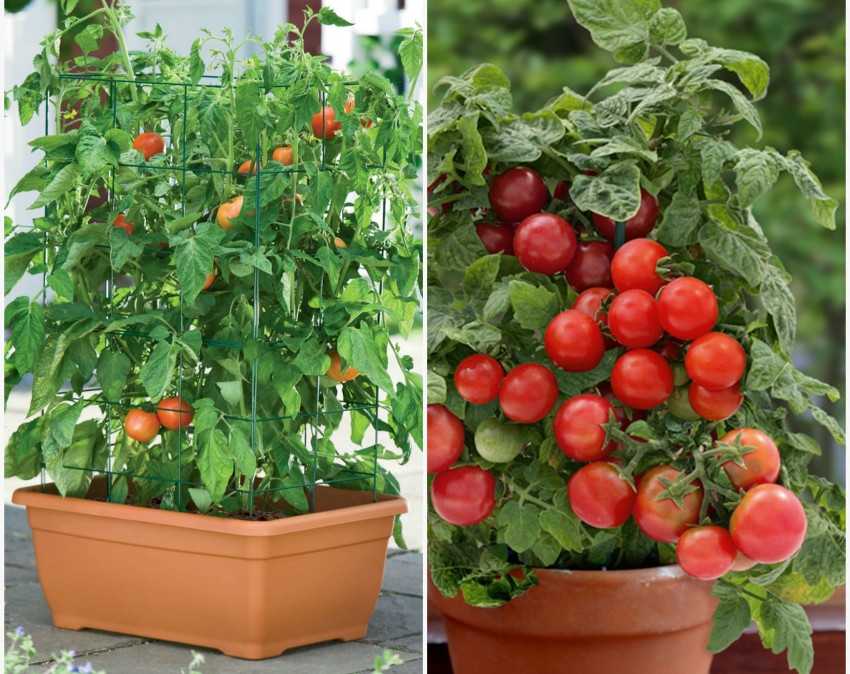 Как на балконе вырастить помидоры черри, особенности выращивания и правила ухода за растением