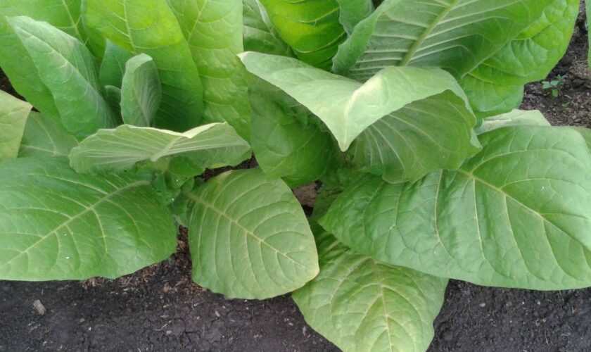 Выращивание табака: основные правила, особенности ухода и хранения, фото