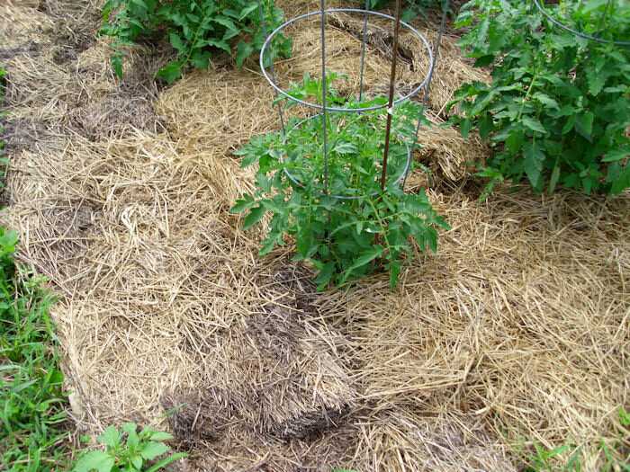 Как правильно проводить мульчирование томатов в теплице скошенной травой и другими материалами