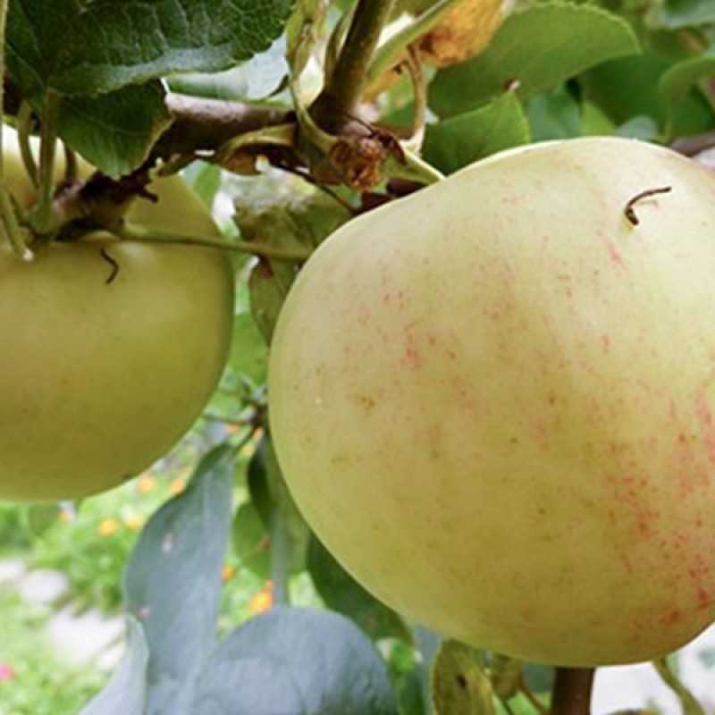 52 ранних сортов яблонь для разных регионов россии