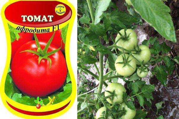 25 лучших сортов томатов: описание | (фото & отзывы)