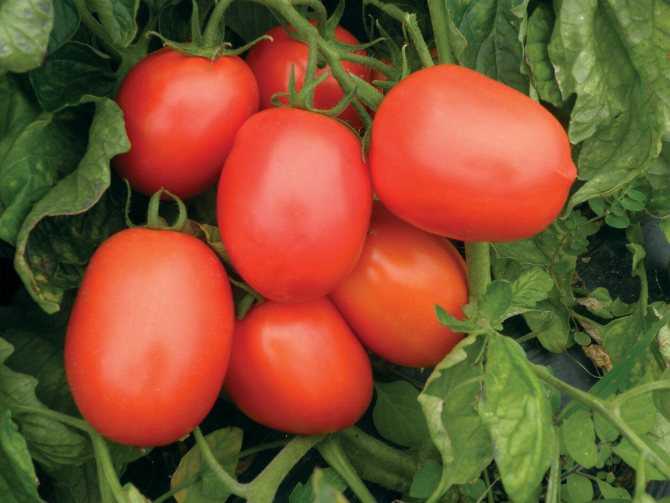 Крупные сорта помидор для открытого грунта