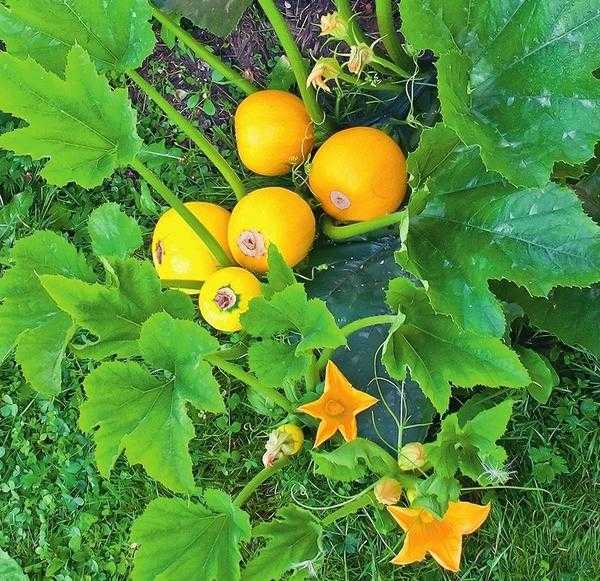 Кабачок апельсинка: отзывы дачников со стажем, характеристика и описание сорта, его преимущества и недостатки