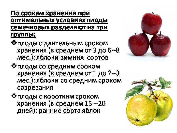 Как хранить ананас в холодильнике и в домашних условиях, хранение целого плода и в нарезке, сроки годности продукта