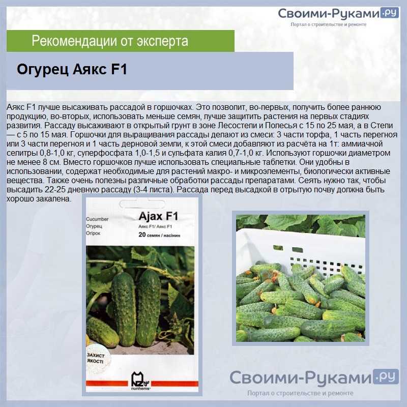 Огурец аякс f1: характеристика и описание сорта, фото, посадка семян и уход за ними, урожайность, отзывы