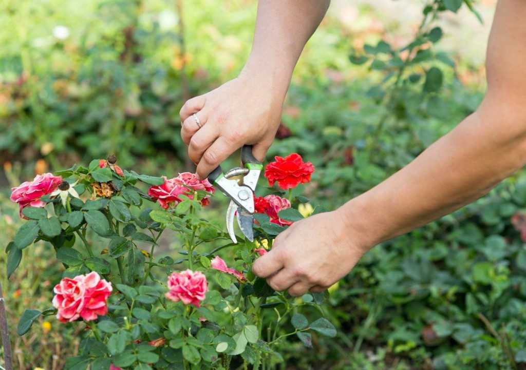 Садовые розы: всё о посадке, советы и правила, уход, выращивание и размножение, схемы посадки на клумбе, розарий на даче, как посадить розы, варианты размещения фото