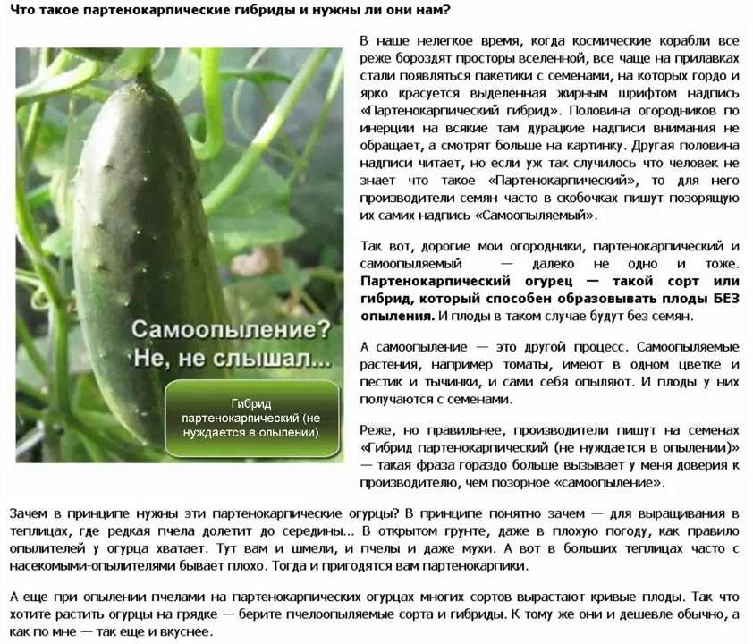 Огурцы клодин f1: отзывы тех, кто выращивал, рекомендации по посадке и уходу, фото кустов и плодов