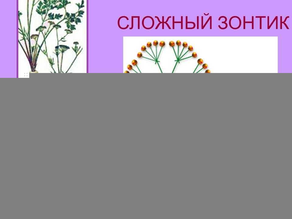 Соцветие – таблица, что такое соцветие в биологии (6 класс)