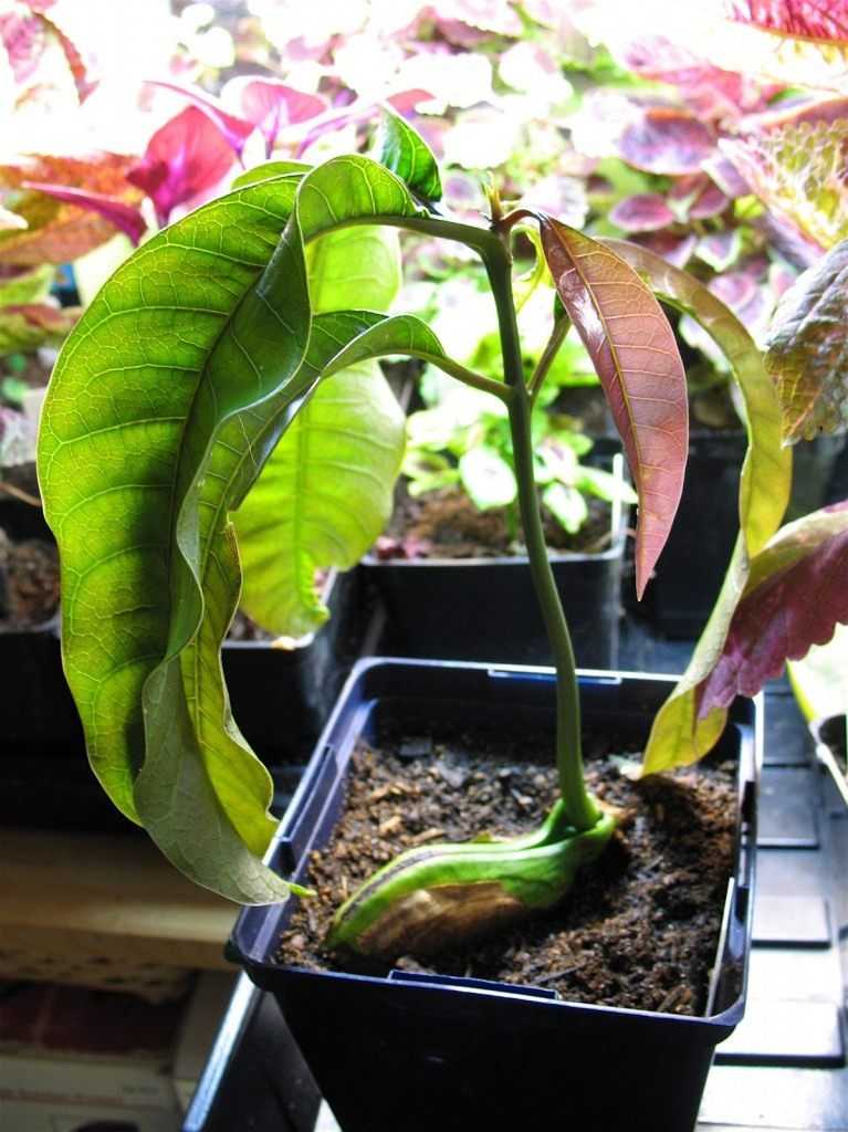 Как выращивать манго из косточки в домашних условиях в горшке: можно ли посадить фрукт из семечки и как правильно это сделать, как ухаживать, а также фото selo.guru — интернет портал о сельском хозяйс