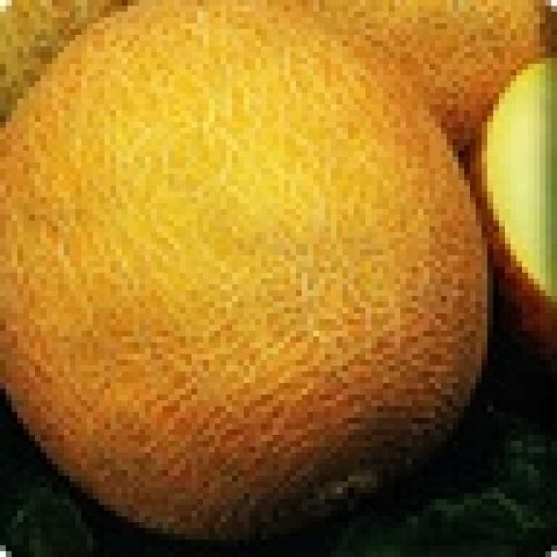 Дыня вьетнамская: фото плодов, выращивание маленьких полосатых плодов, применение и отличительные черты молочного фрукта