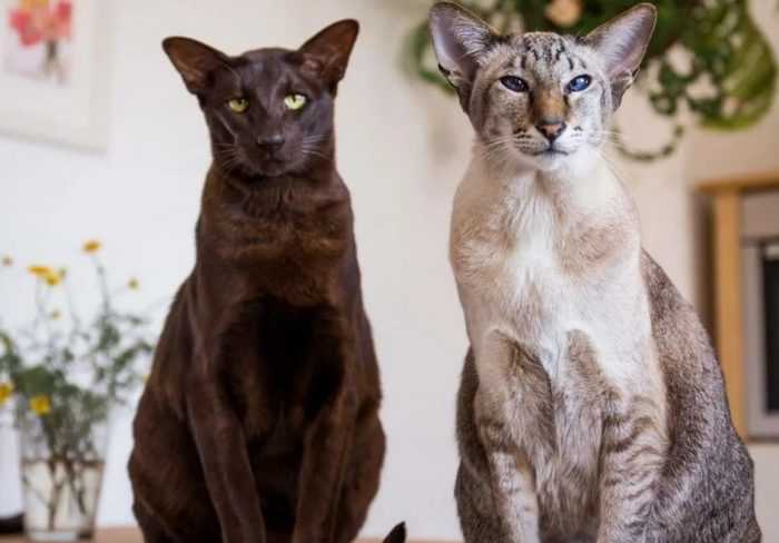 Ориентальная порода кошек. стандарт породы и критерии оценки.