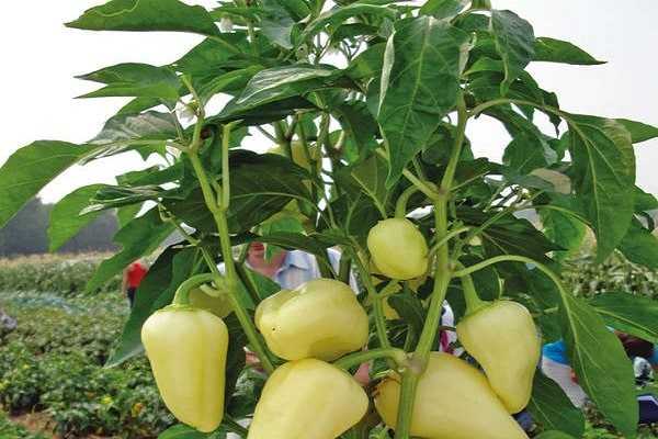 Перец белозерка: описание и урожайность сладкого сорта, фото кустов и урожая, отзывы о его выращивании