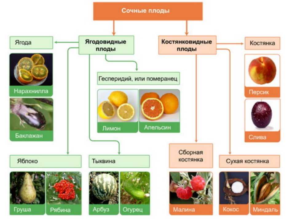 Как правильно называть плоды арбуза — фрукт, ягода, овощ или тыквина,
