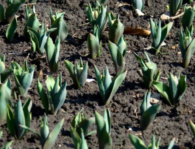 Посадка тюльпанов осенью: когда сажать в открытый грунт, сроки