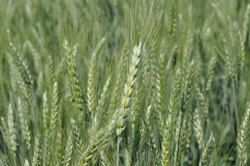 Озимая пшеница сорта граф: характеристика и описание, история селекции, урожайность, фото семян и отзывы