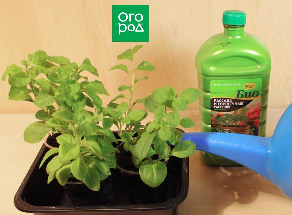 Выращиваем рассаду петунии из семян: пошаговая инструкция по посадке и уходу, обзор видов, сортов и способов выращивания, как пересаживать в открытый грунт