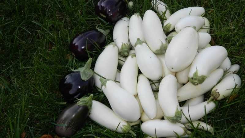 Почему баклажаны белые, какой это сорт и его полезные свойства | sadsuper.ru