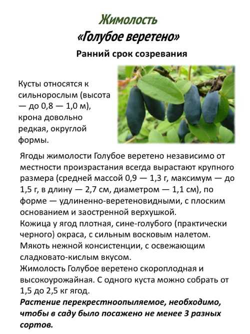 Жимолость голубое веретено описание и характеристика сорта, выращивание и уход, отзывы, фото
