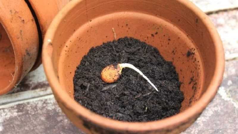 Как посадить абрикос из косточки и когда он будет плодоносить