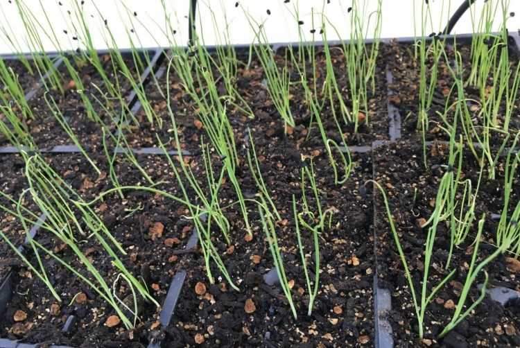 Репчатый лук эксибишен – выращивание через рассаду из семян, сроки посева