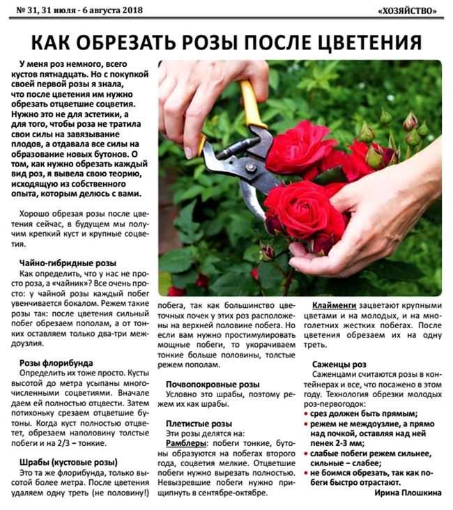 Подкормка розы в июле 2021 года для пышного цветения