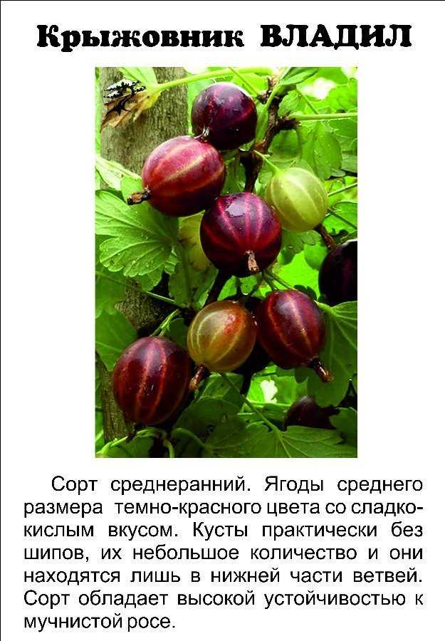 О крыжовнике краснославянском: описание и характеристики сорта, выращивание