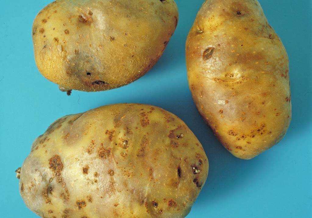 Будет ли урожай если картошка не цветет: разбираемся с причинами