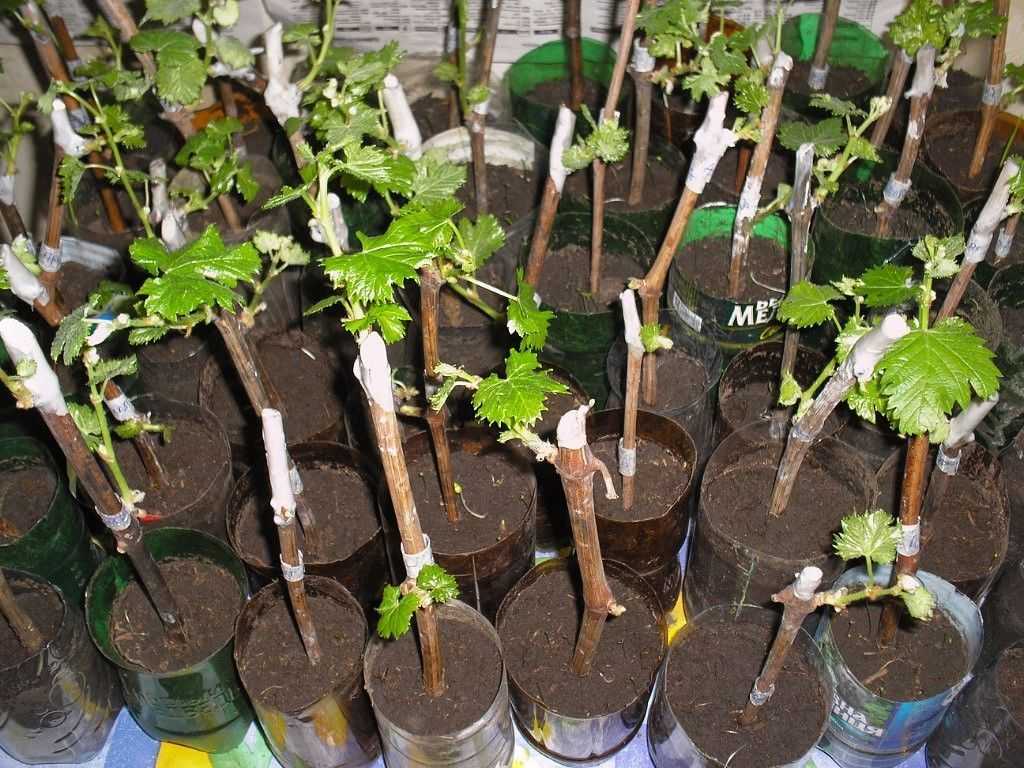Проращивание черенков винограда в домашних условиях весной