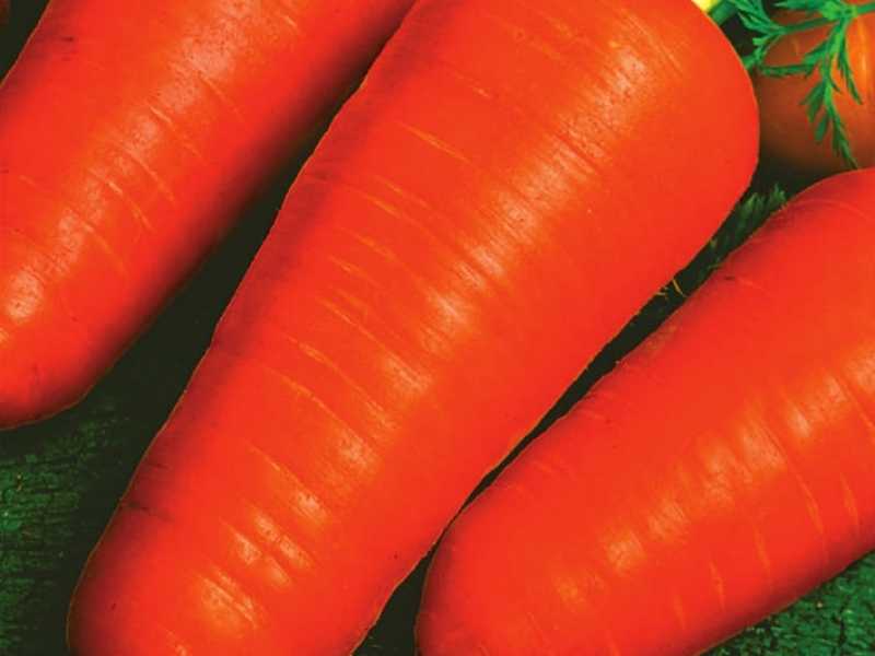 Морковь шантане: описание и характеристика сорта, выращивание и уход, фото, отзывы