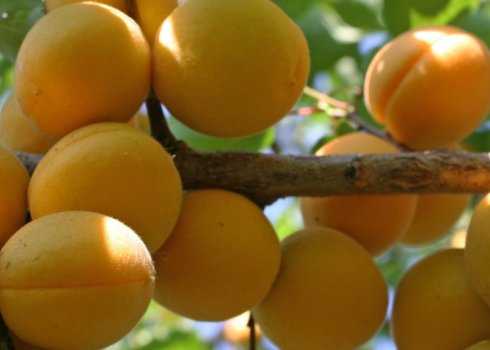 Абрикос сибиряк байкалова: описание сорта и особенности выращивания
