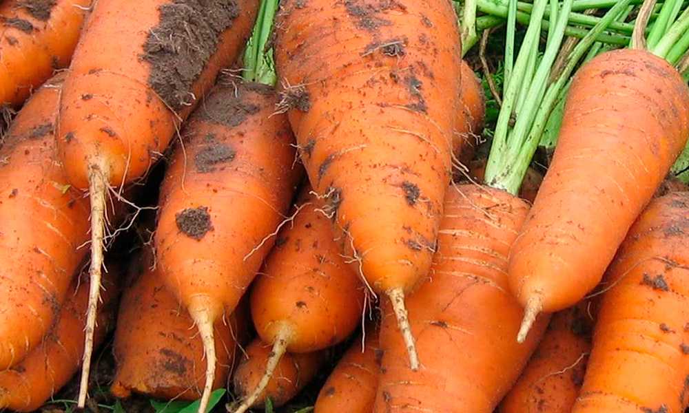Подробное описание и характеристики моркови сорта шантане 2461 - общая информация - 2020