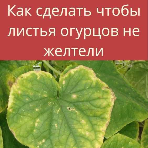 Почему желтеют листья томатов и как этого избежать: 7 главных причин на supersadovnik.ru