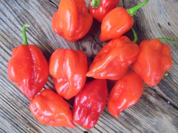 Перец хабанеро: особенности выращивания в домашних условиях, оранжевый и красный