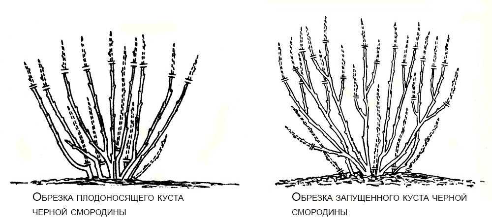 Обрезка жимолости: когда и как правильно делать, поэтапные особенности формирования куста на разных стадиях роста, весной, осенью, фото, схемы
