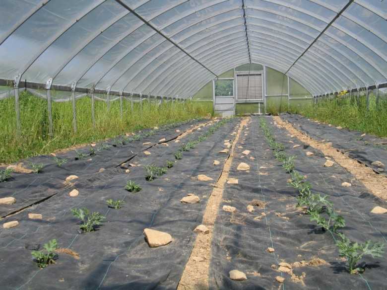 Посадка и выращивание арбузов в сибири в открытом грунте и в теплице, видео