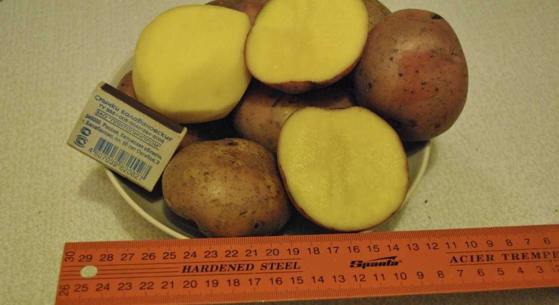 Описание сорта картофеля джелли — особенности выращивания