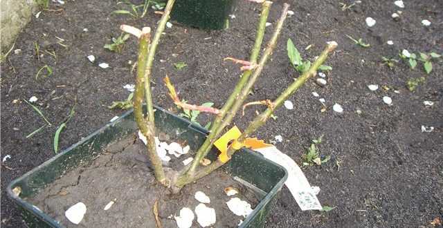 Как сохранить черенки роз до весны в погребе или подвале